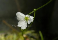 /album/i-miei-acquari/echinodorus-tenellus-jpg/